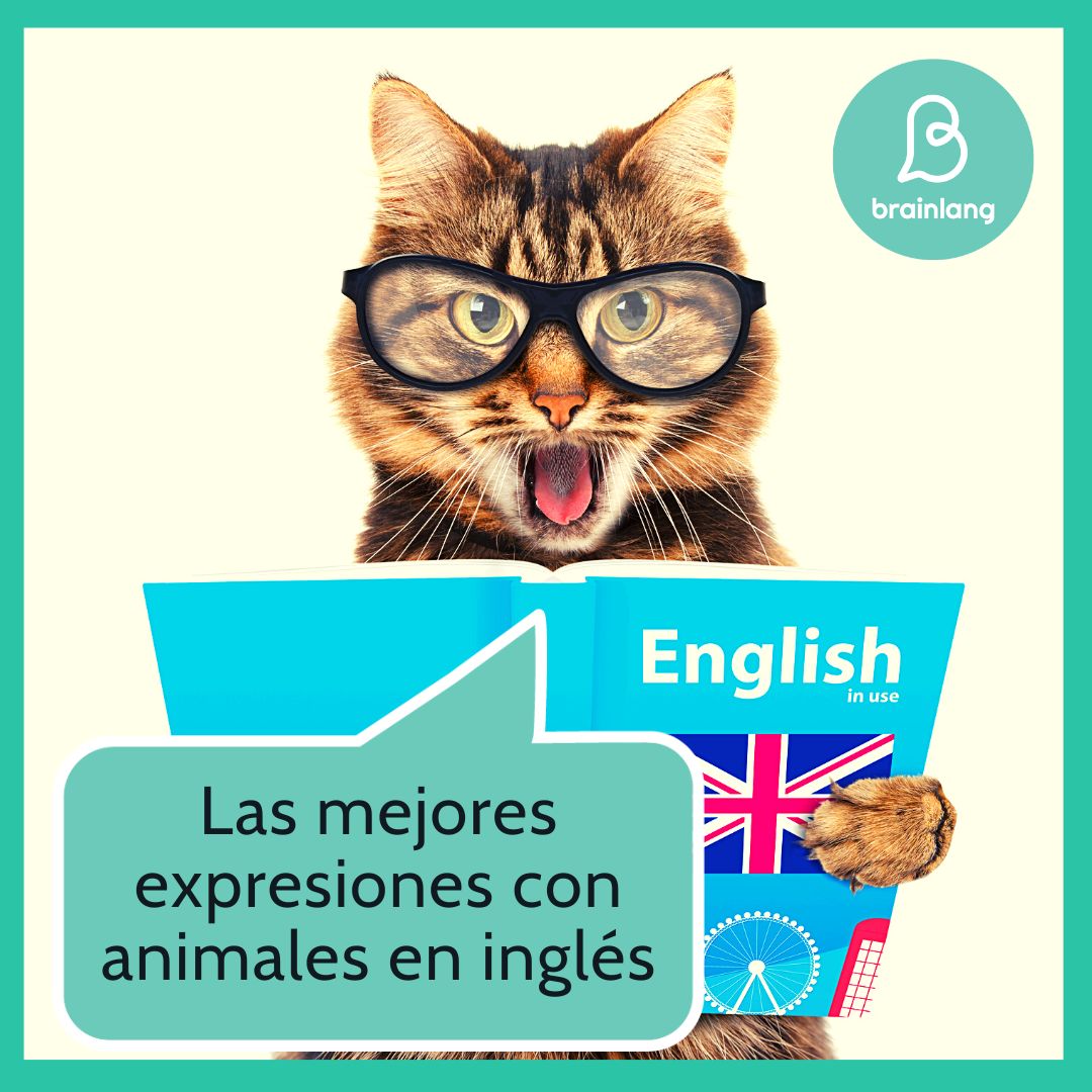 Los animales en inglés: Descubre las expresiones más 
