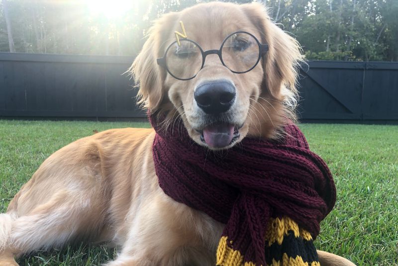 Harry-potter-ingles-dog